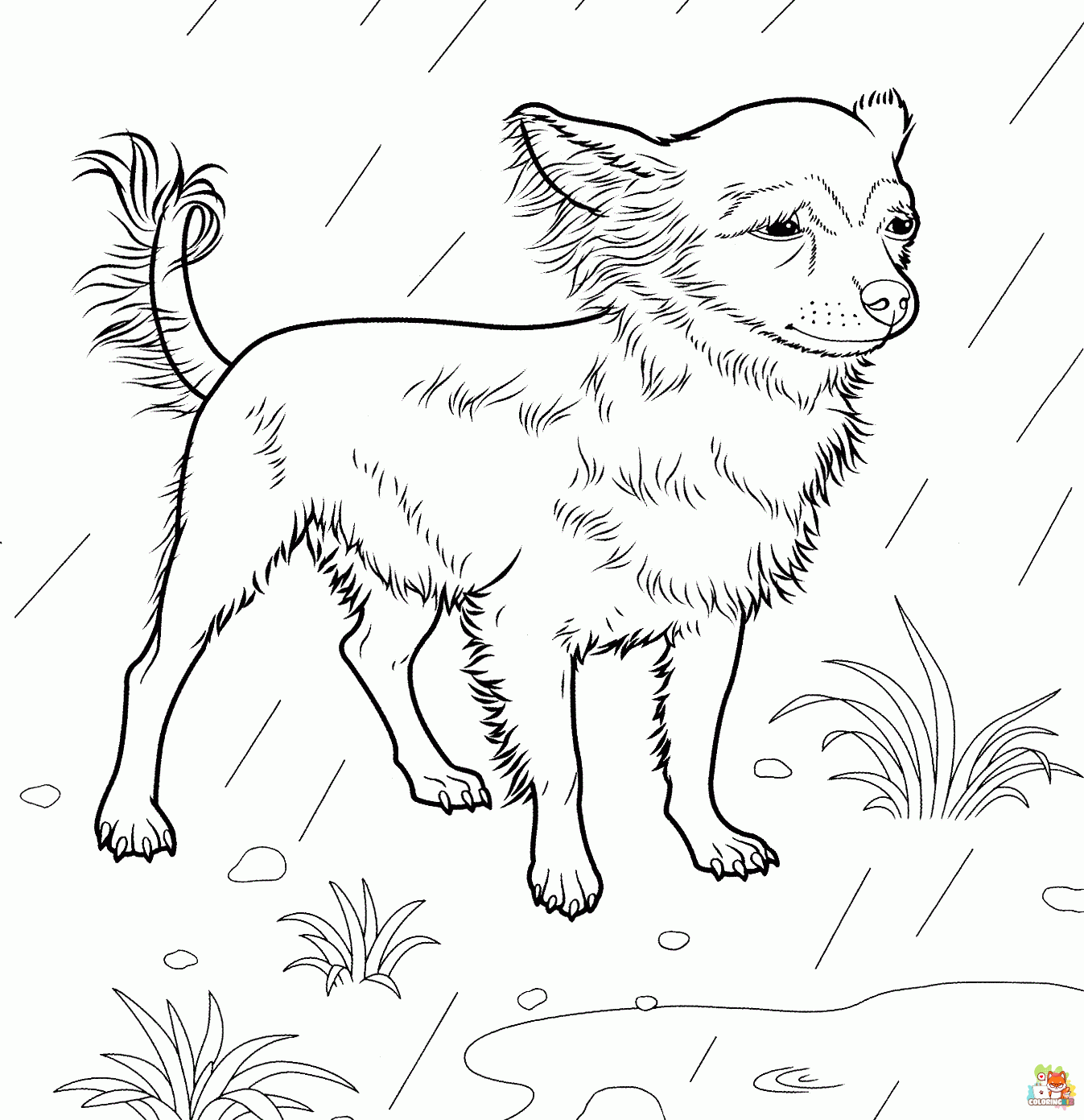 Pomeranian and Chihuahua Coloring Pages 1