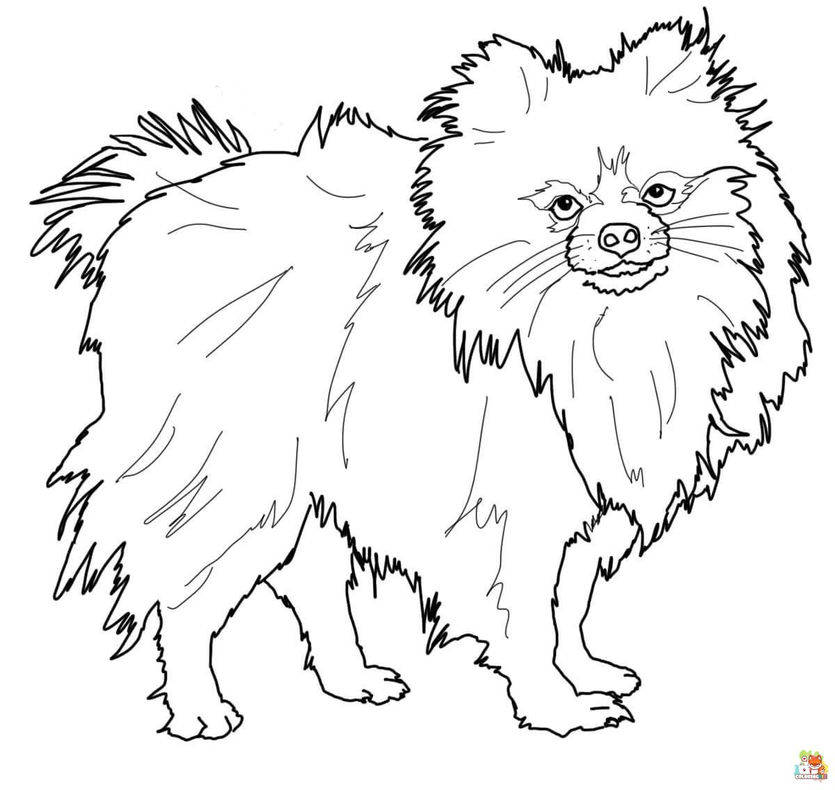 Pomeranian and Chihuahua Coloring Pages 1
