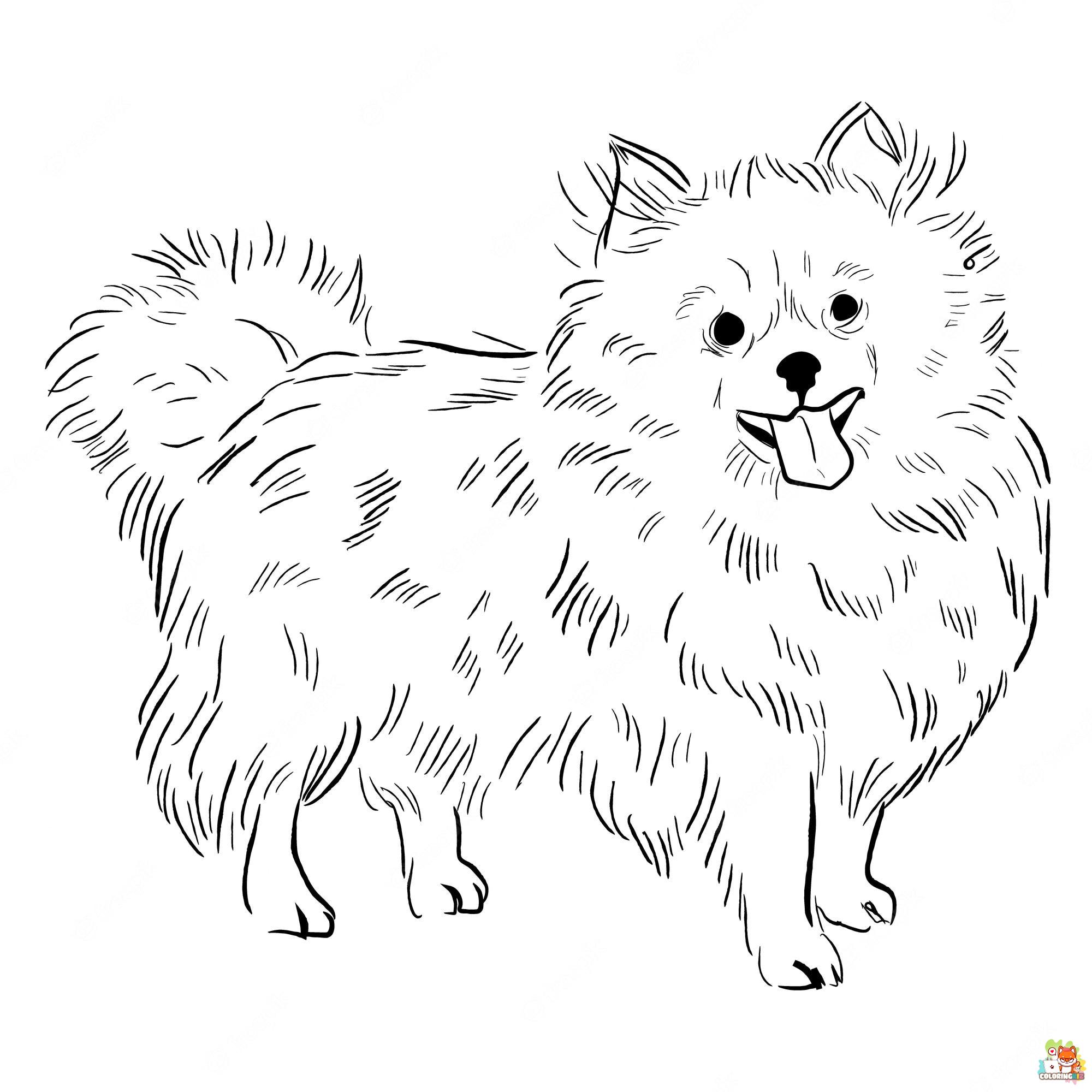 Pomeranian and Chihuahua Coloring Pages 13