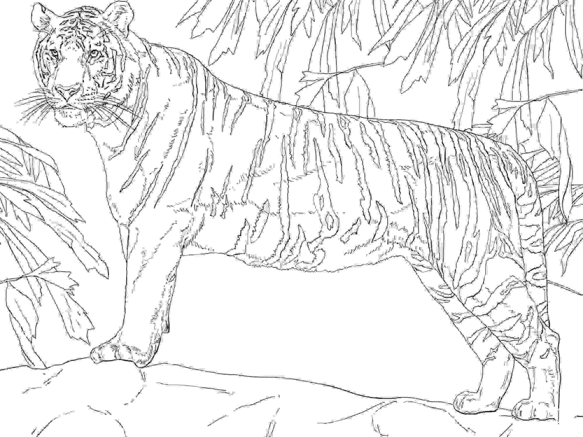 Realistic Tiger Coloring Pages 1