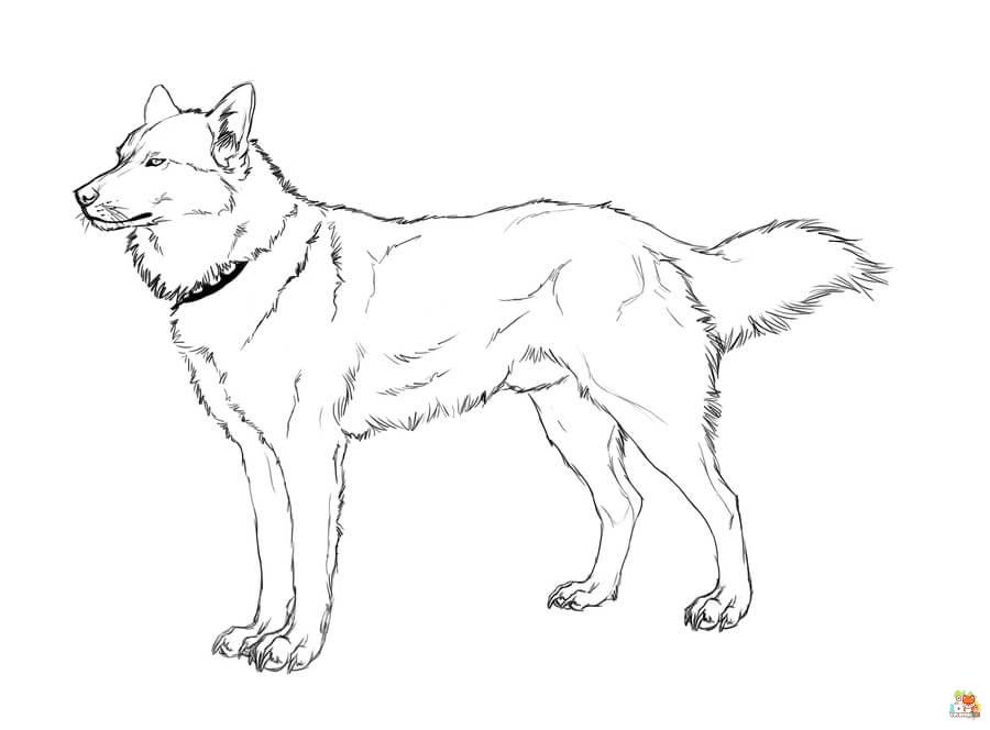 Standing Siberian Husky Coloring Pages 4