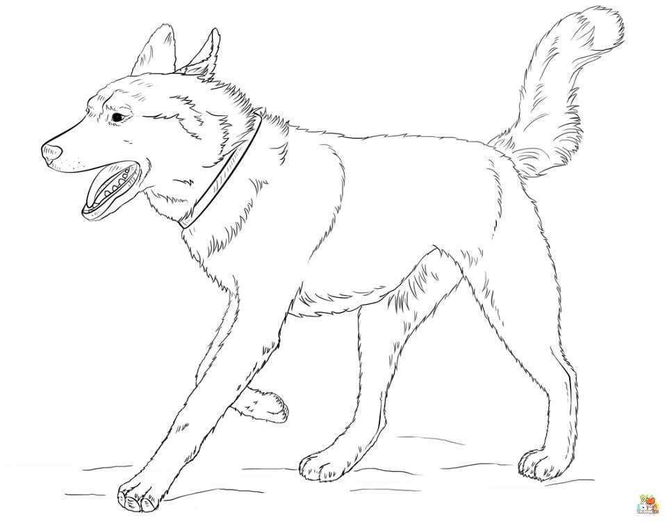 Standing Siberian Husky Coloring Pages 6