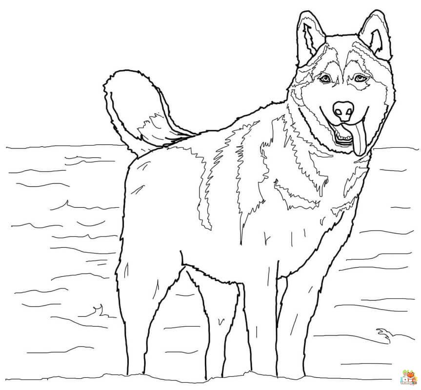Standing Siberian Husky Coloring Pages 7