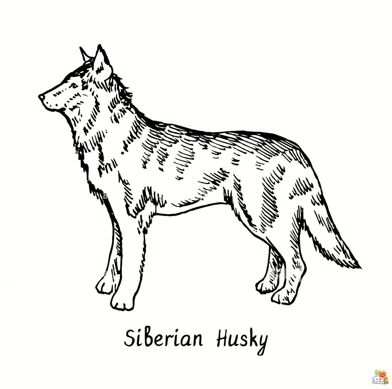 Standing Siberian Husky Coloring Pages 8