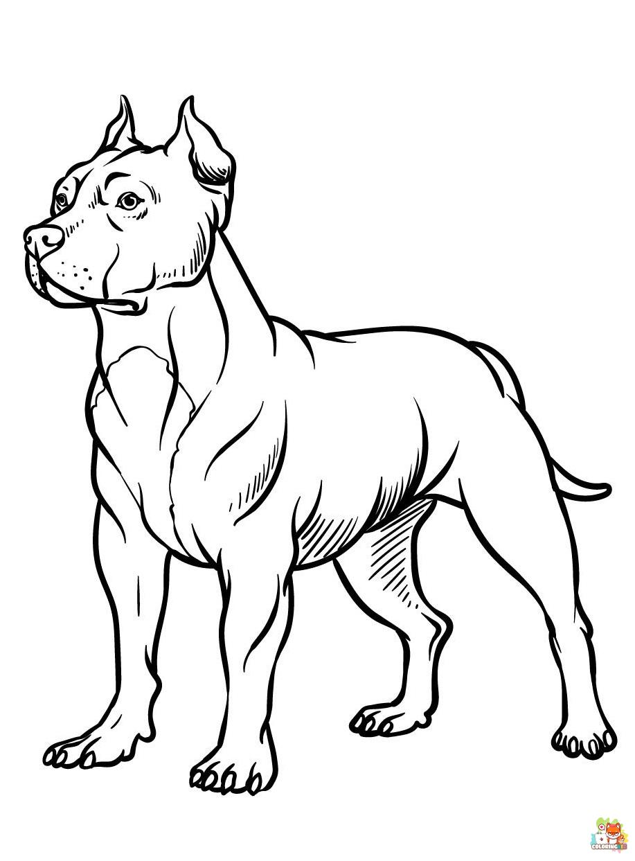 Pitbull Coloring Pages 4
