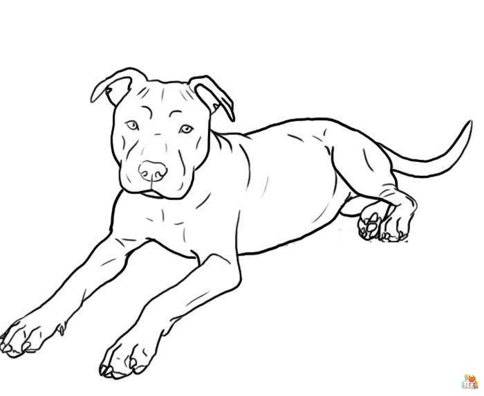 Pitbull Coloring Pages 6