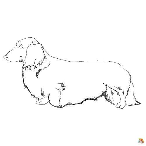 Wirehaired Dachshund Coloring Pages 2