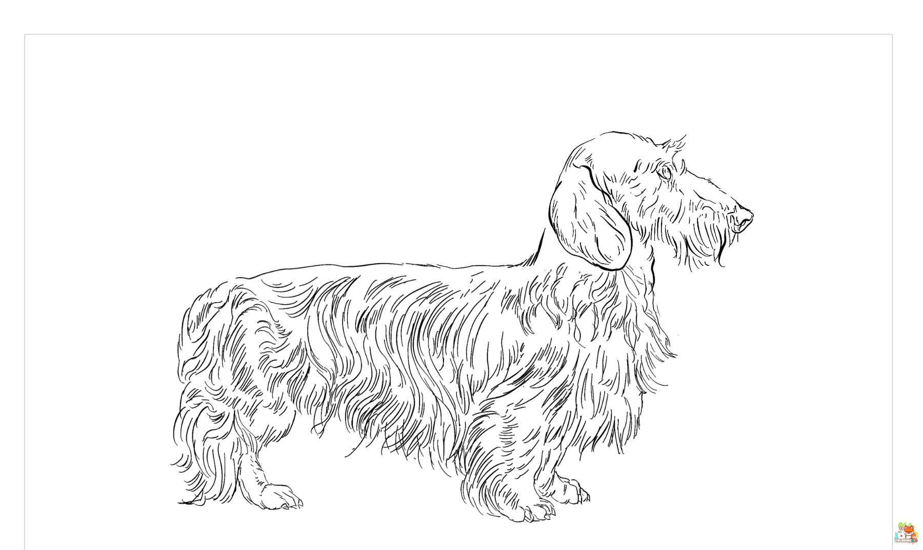 Wirehaired Dachshund Coloring Pages 2