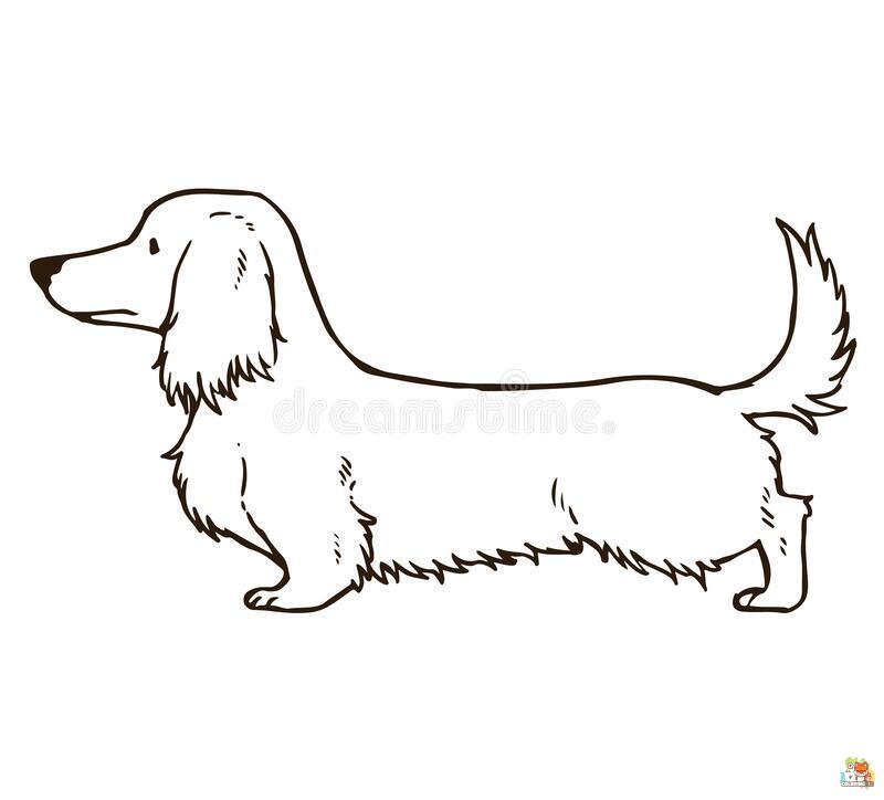 Wirehaired Dachshund Coloring Pages 3