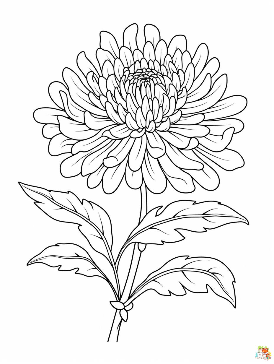Chrysanthemums Coloring Pages Free