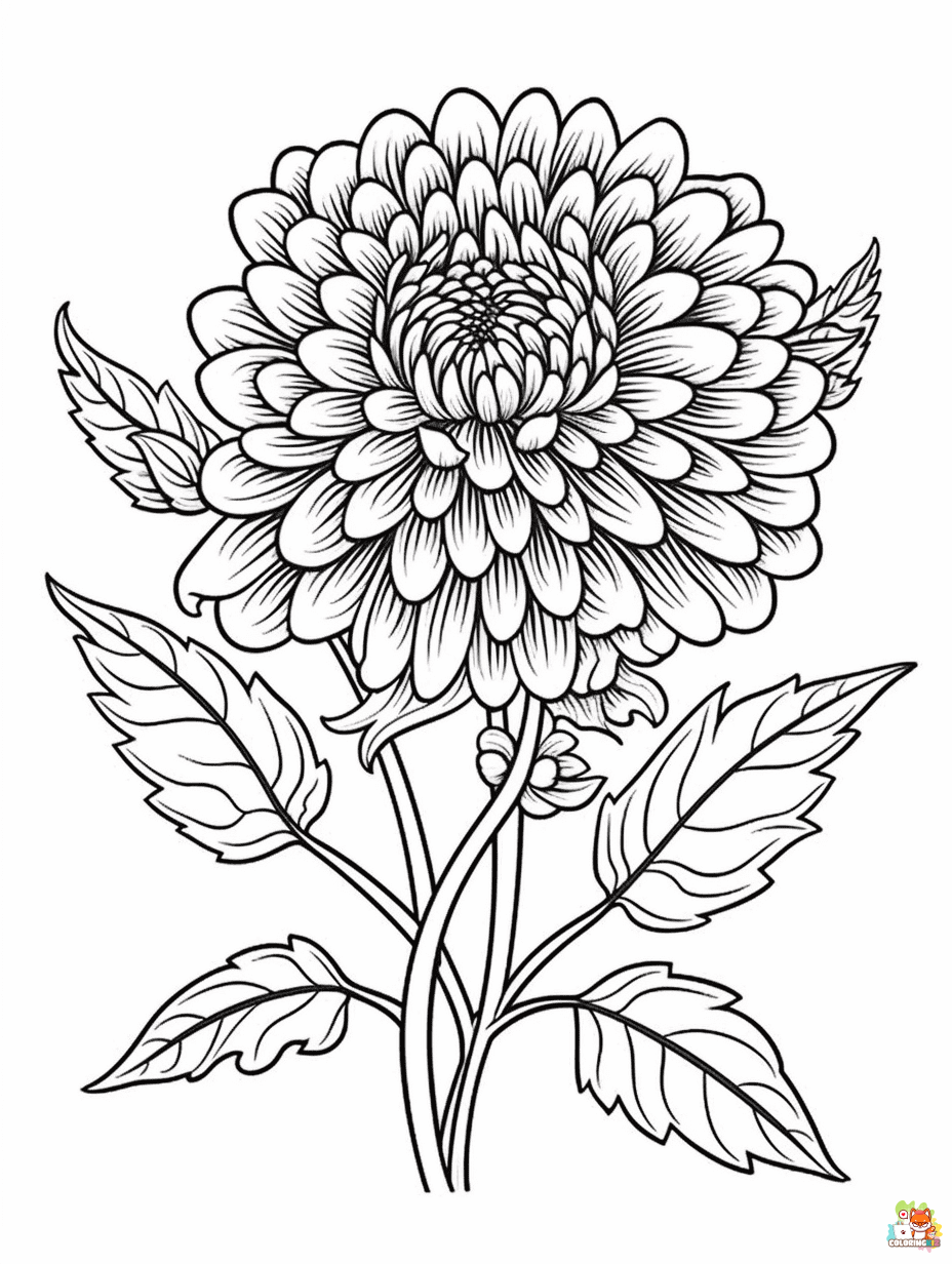 Chrysanthemums Coloring Pages
