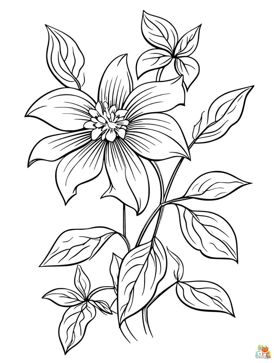 Clematis Coloring Pages