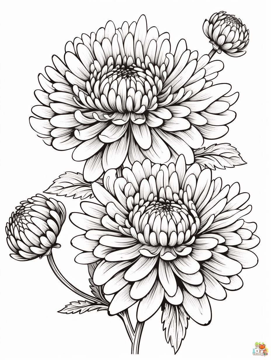 Easy Chrysanthemums Coloring Pages