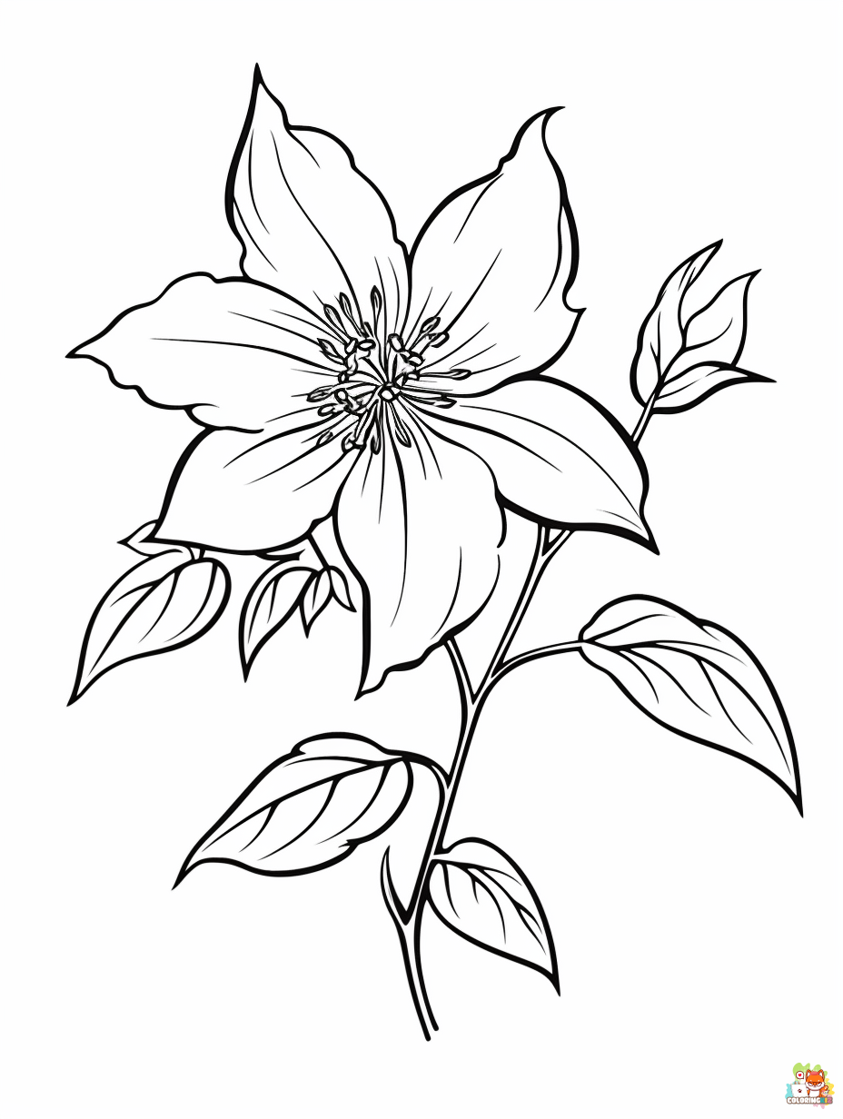 Easy Clematis Coloring Pages