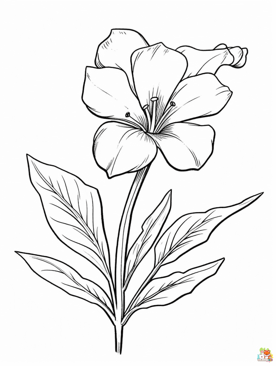 Easy Godetia Coloring Pages
