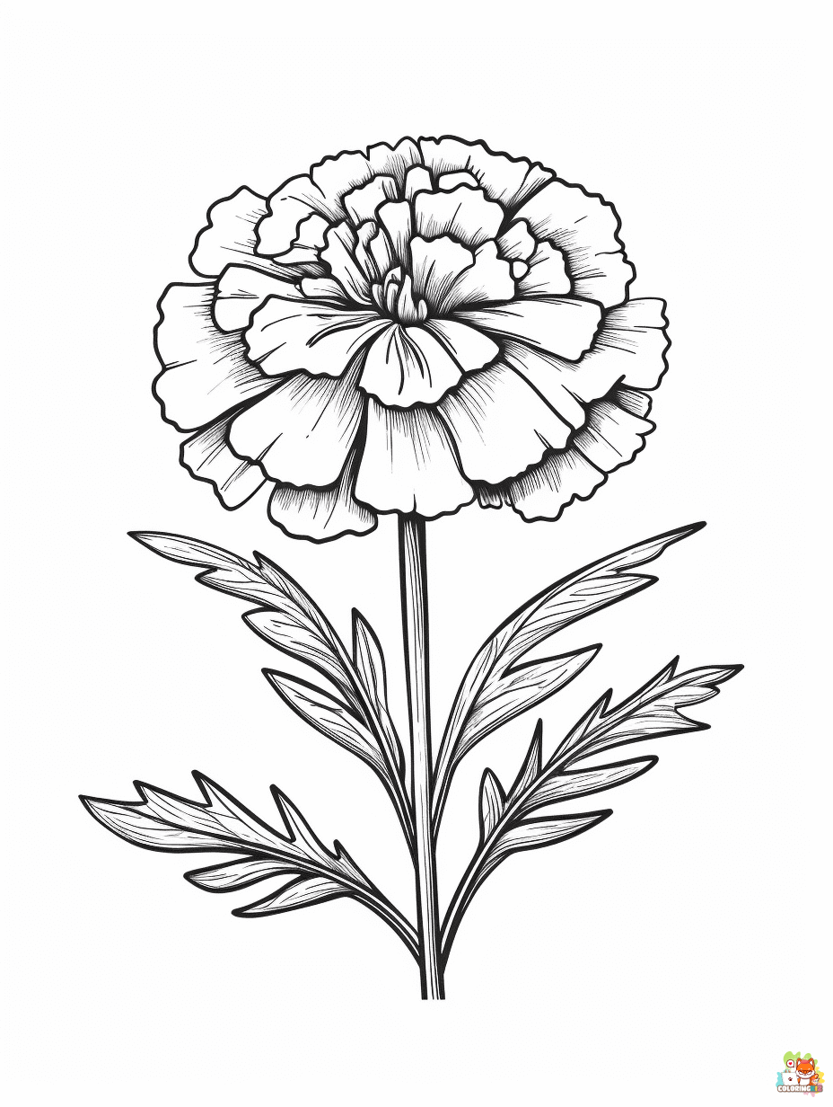 Easy Marigold Coloring Pages