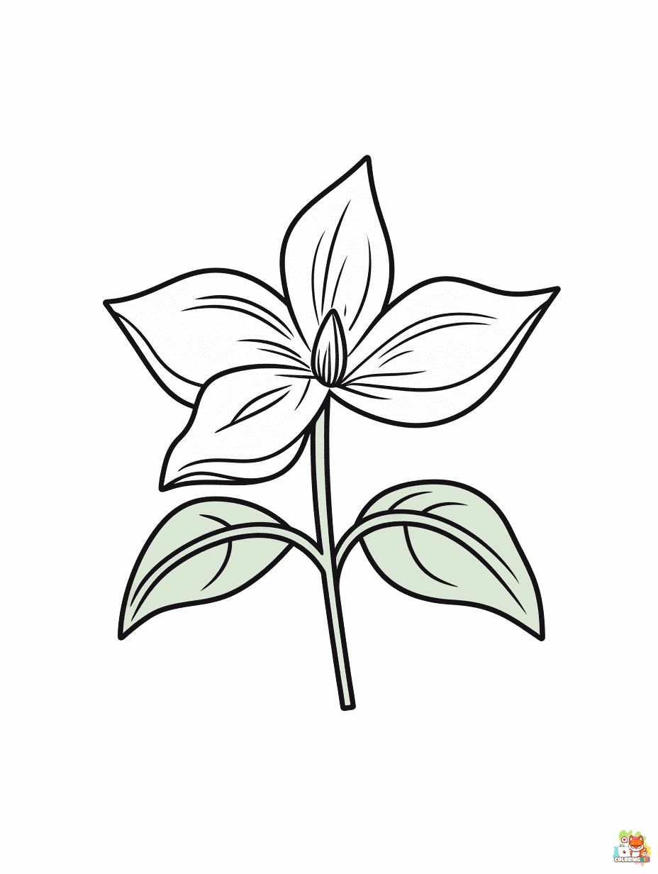 Easy Trillium Coloring Pages