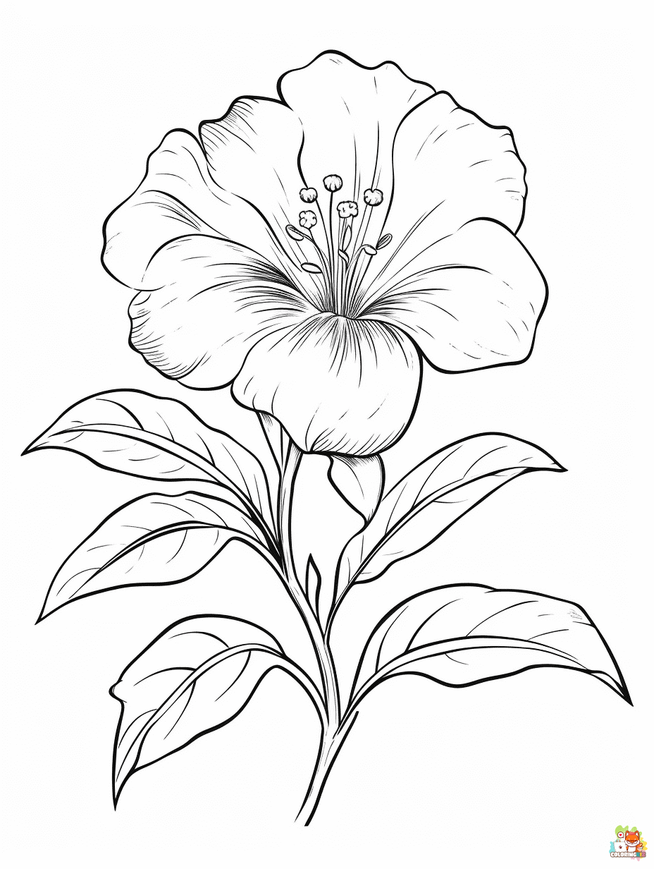 Free Godetia Coloring Pages