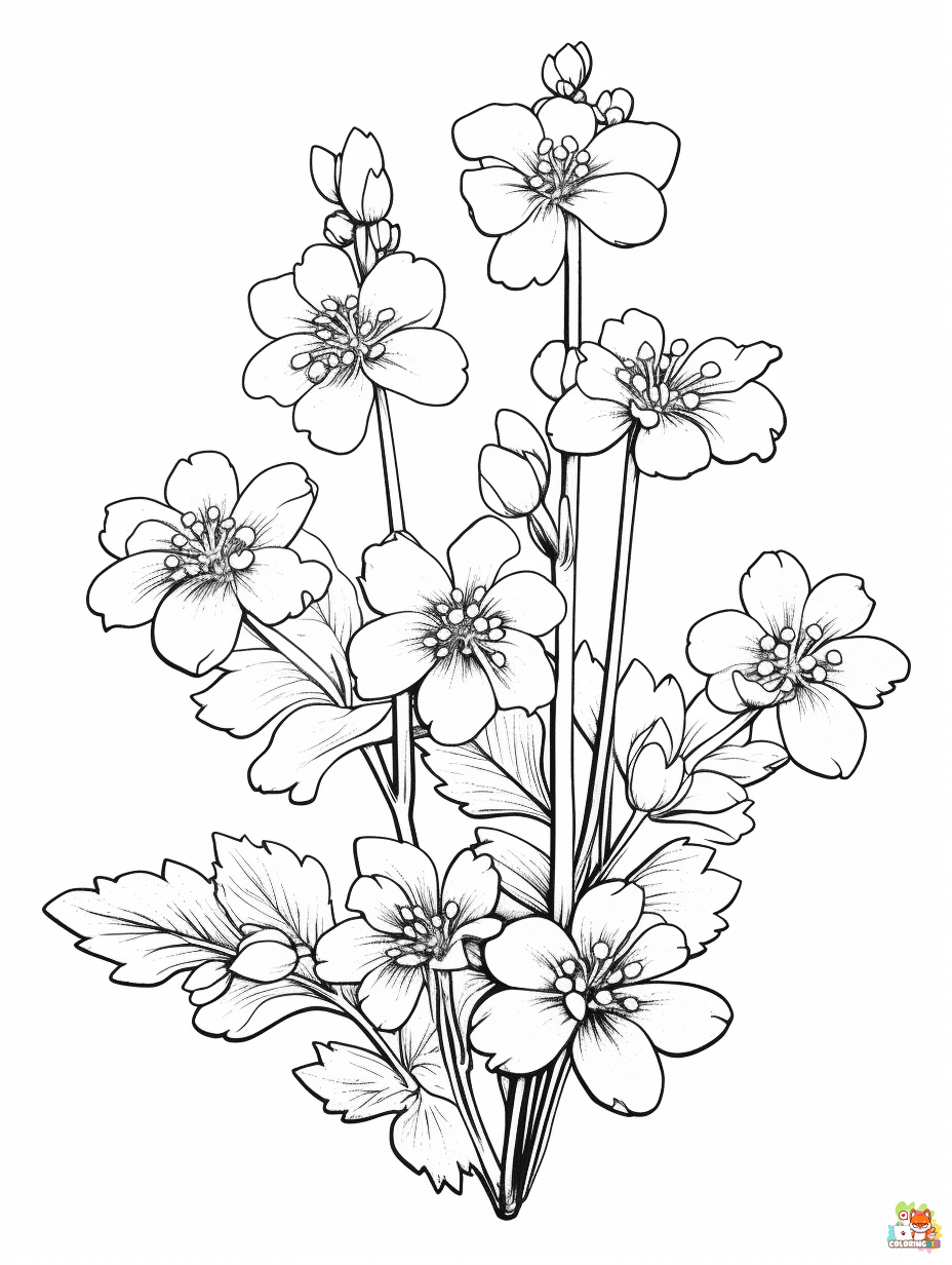 Free Saxifrage Coloring Pages