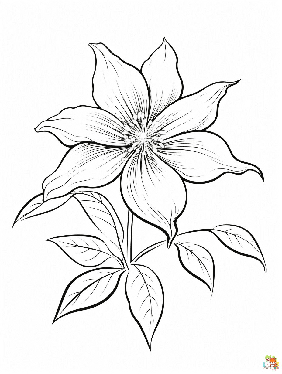 Free clematis coloring pages for kids