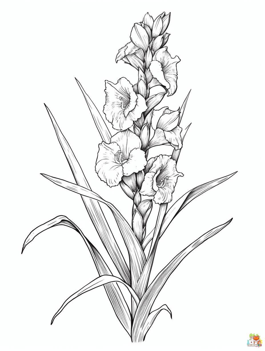 Free gladiolus coloring pages for kids