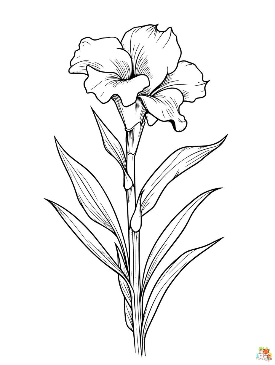 Gladiolus Coloring PagesColoring Pages for Kids Coloring Pages for Kids
