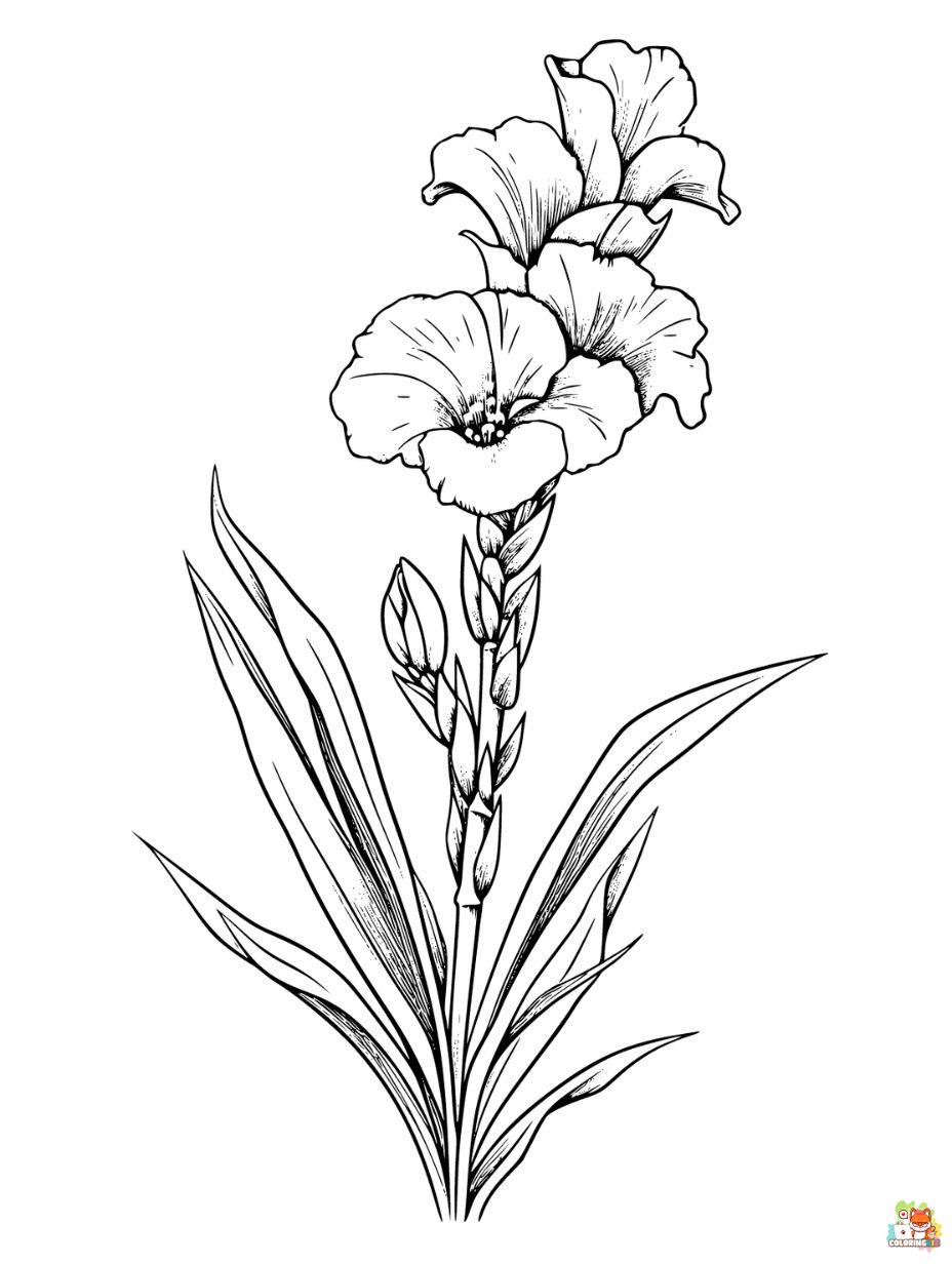 Gladiolus Coloring PagesColoring Pages for Kids Coloring Pages