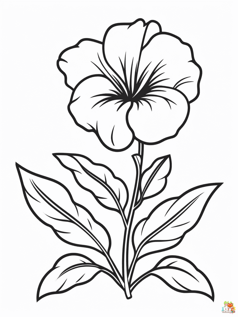 Godetia Coloring Pages for Kids