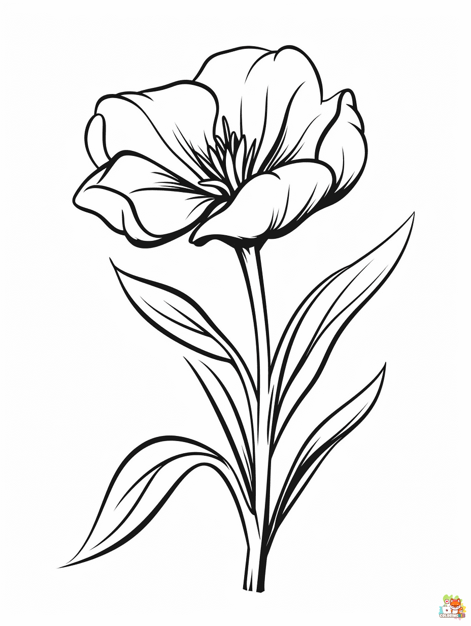 Godetia Coloring Pages to print