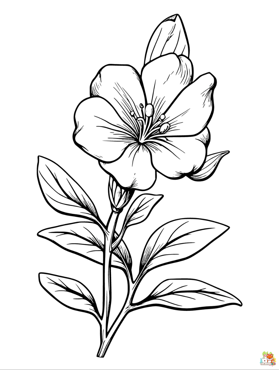 Godetia Coloring Pages