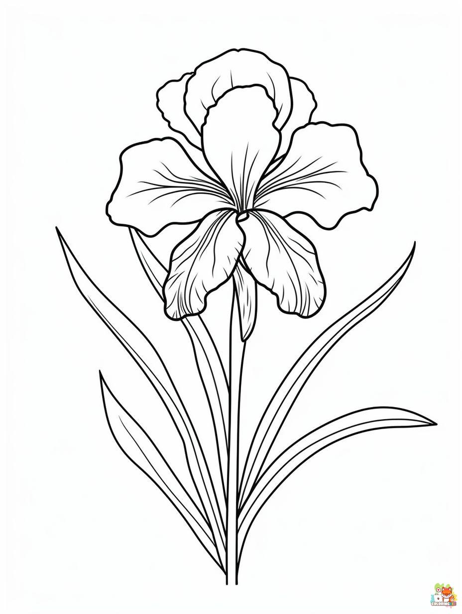 Iris Coloring Pages Easy 1