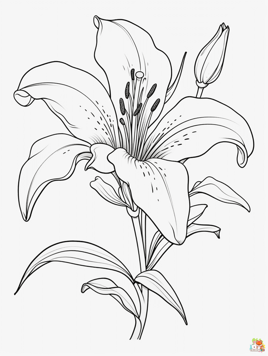 Lilies Coloring Pages for Kids