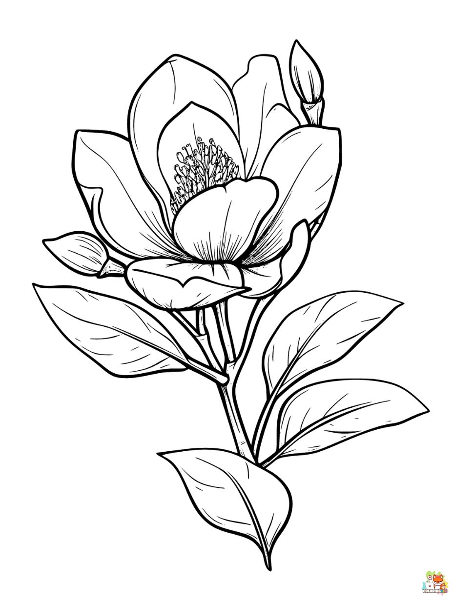 Magnolia Coloring Pages for adults