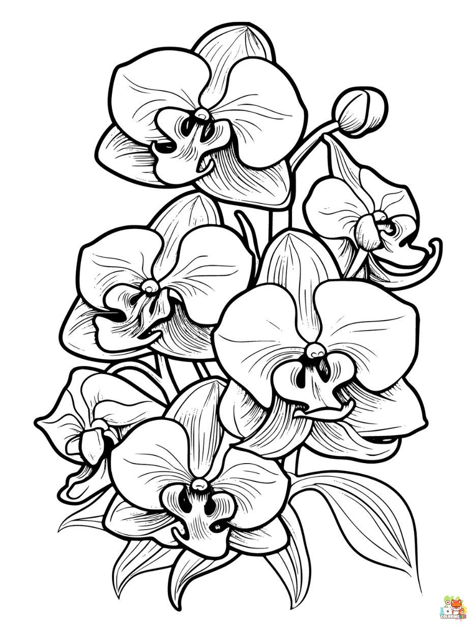 Orchids Coloring Pages Free