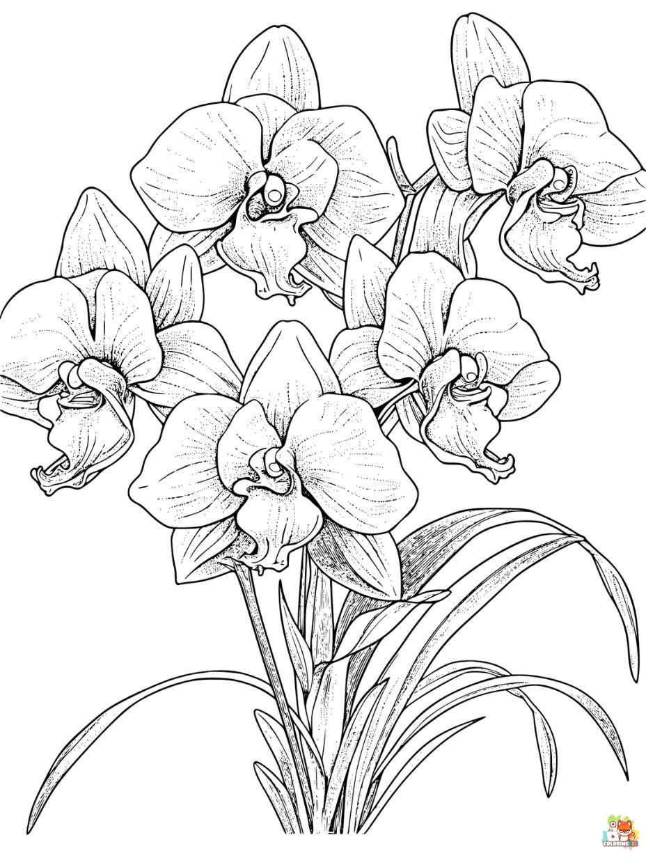 Orchids Coloring Pages Printable