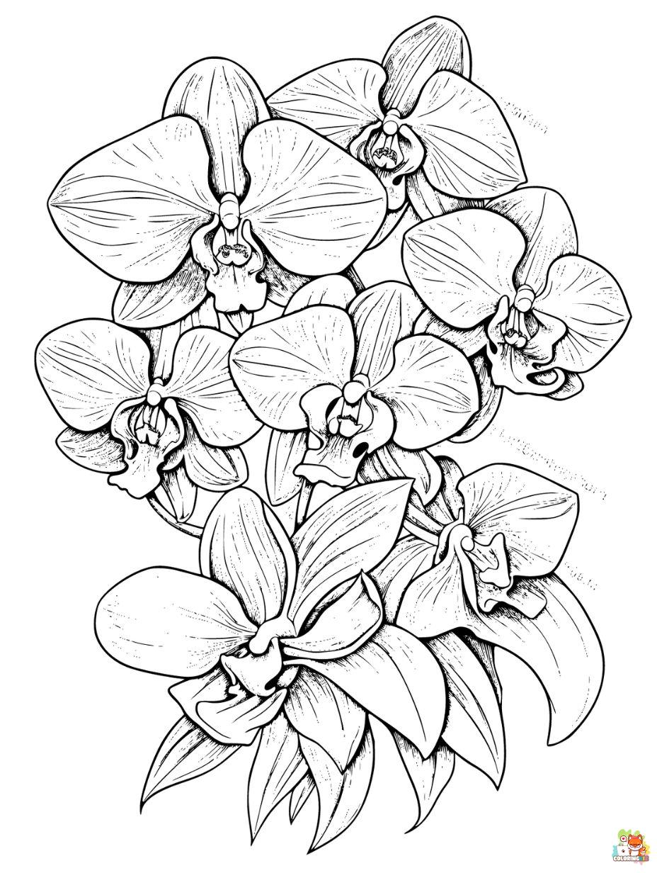 Orchids Coloring Pages for Kids