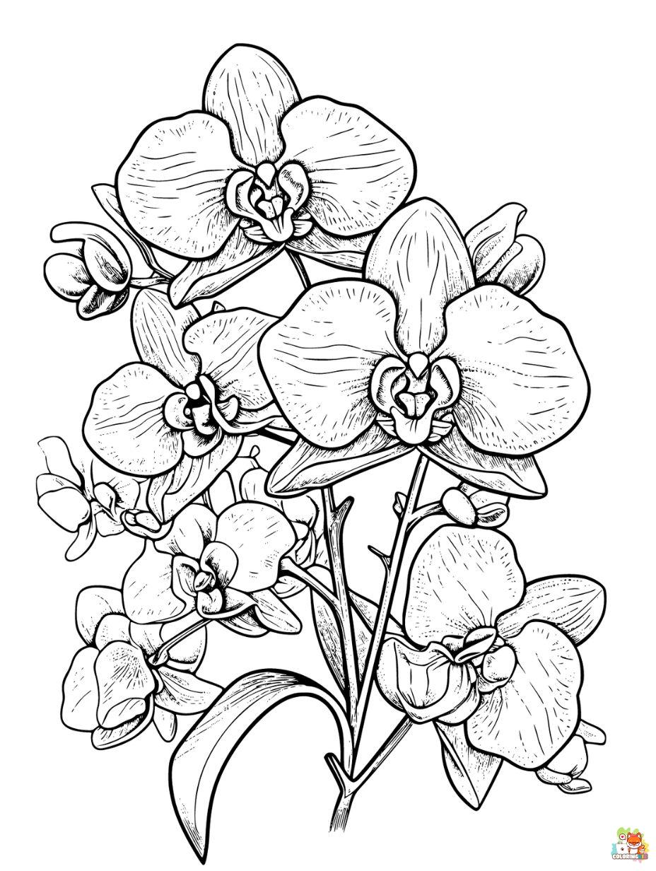 Orchids Coloring Pages to Print