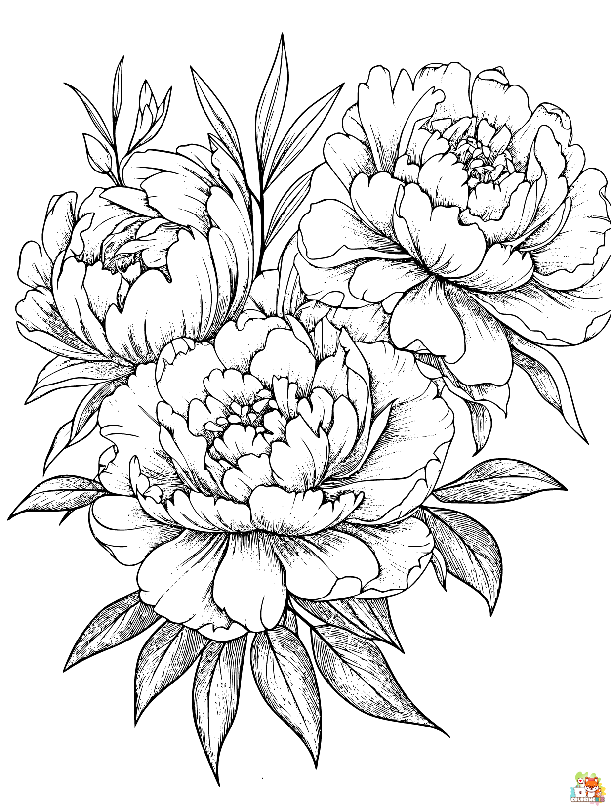 Peonies Coloring Pages 1 1