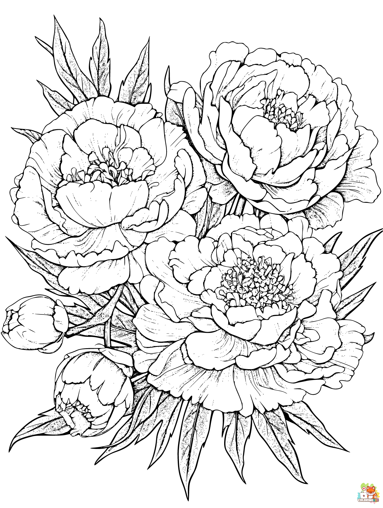 Peonies Coloring Pages 2