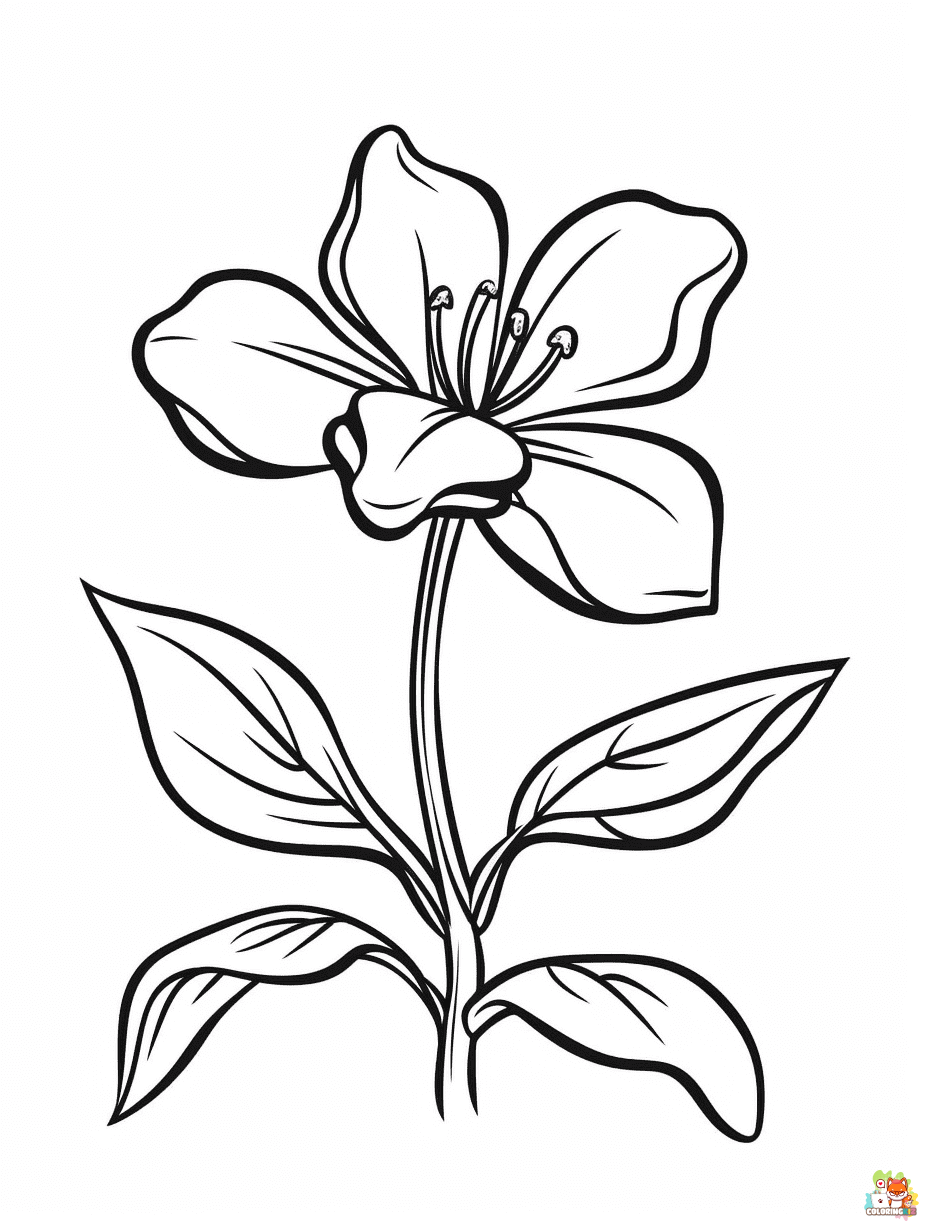 Printable Godetia Coloring Pages