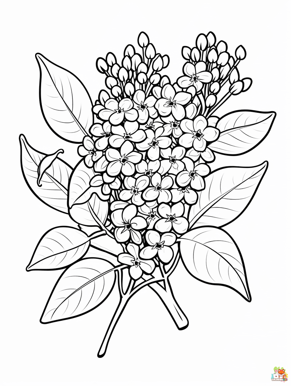 Printable Lilac Coloring Pages