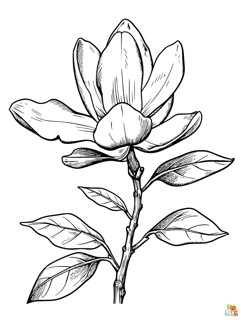 Printable Magnolia Coloring Pages