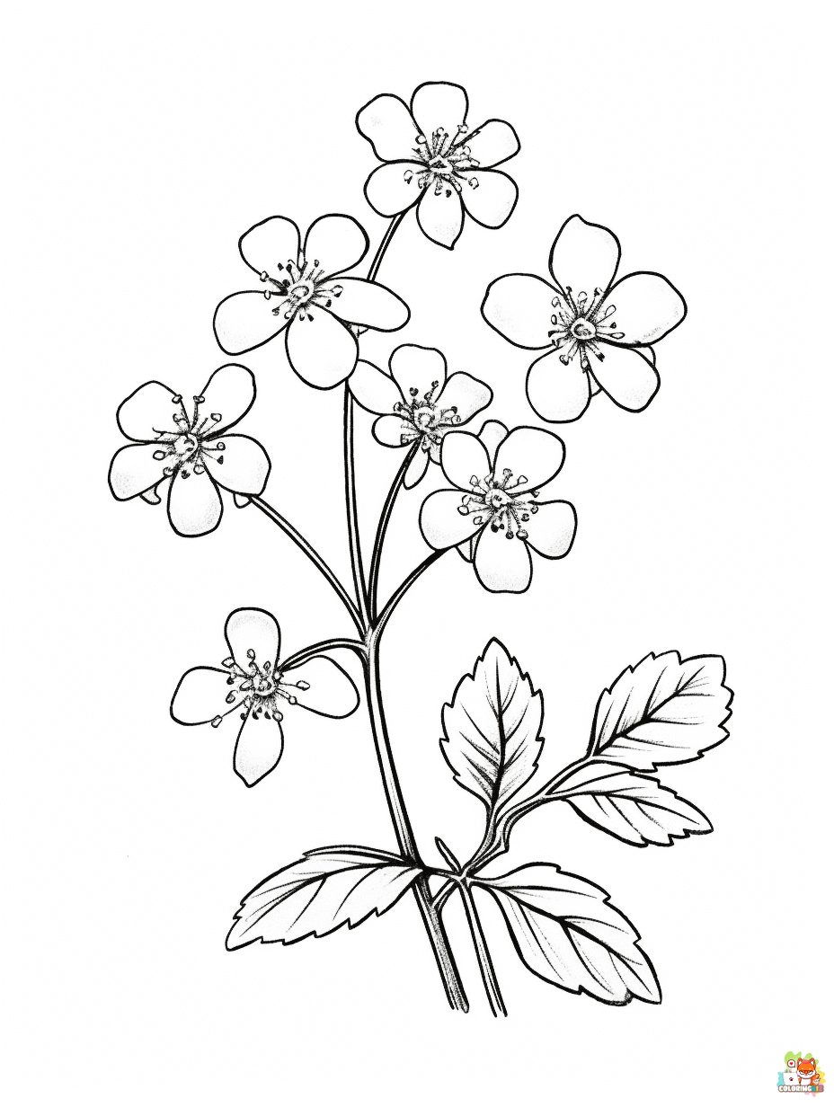 Printable Saxifrage Coloring Pages
