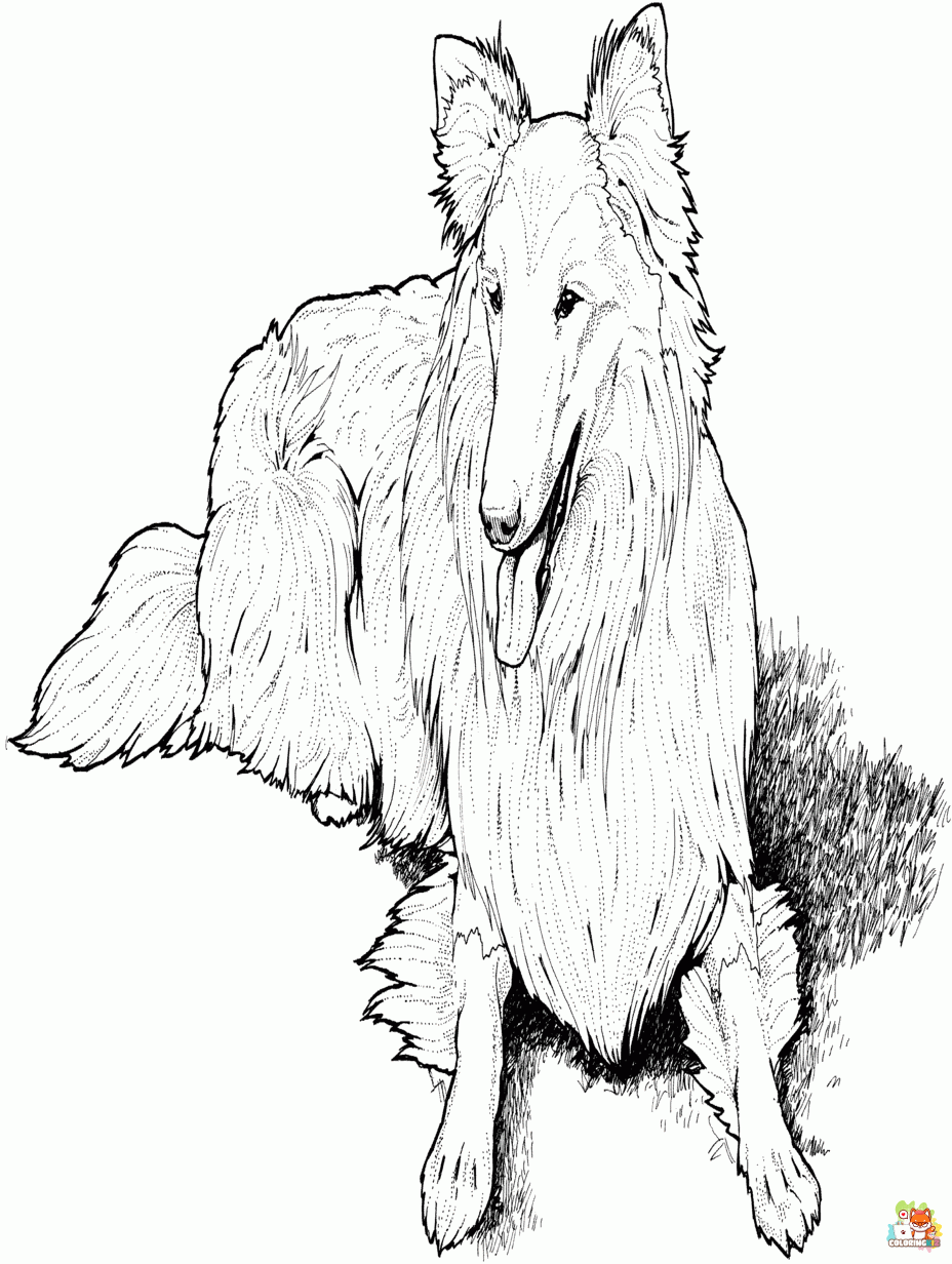 Printable collie coloring sheets