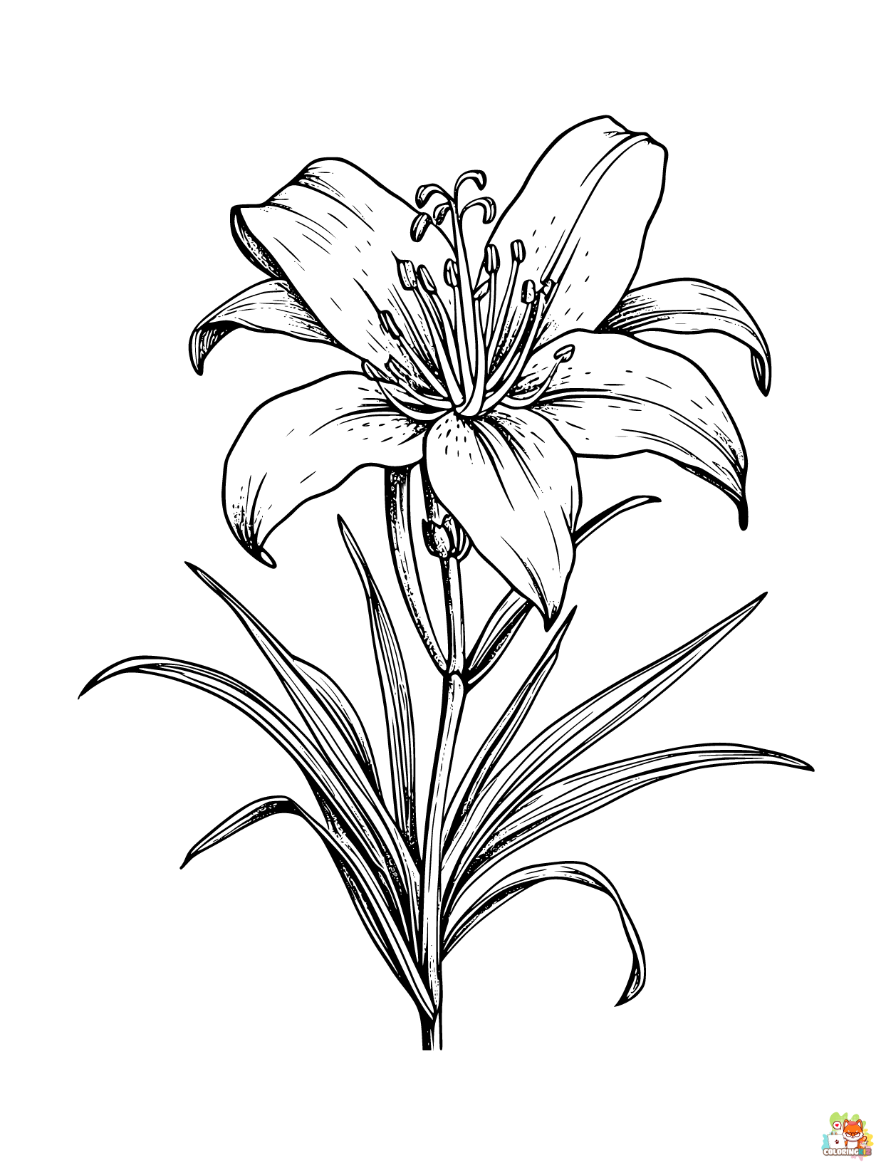 Printable desert lily coloring sheets