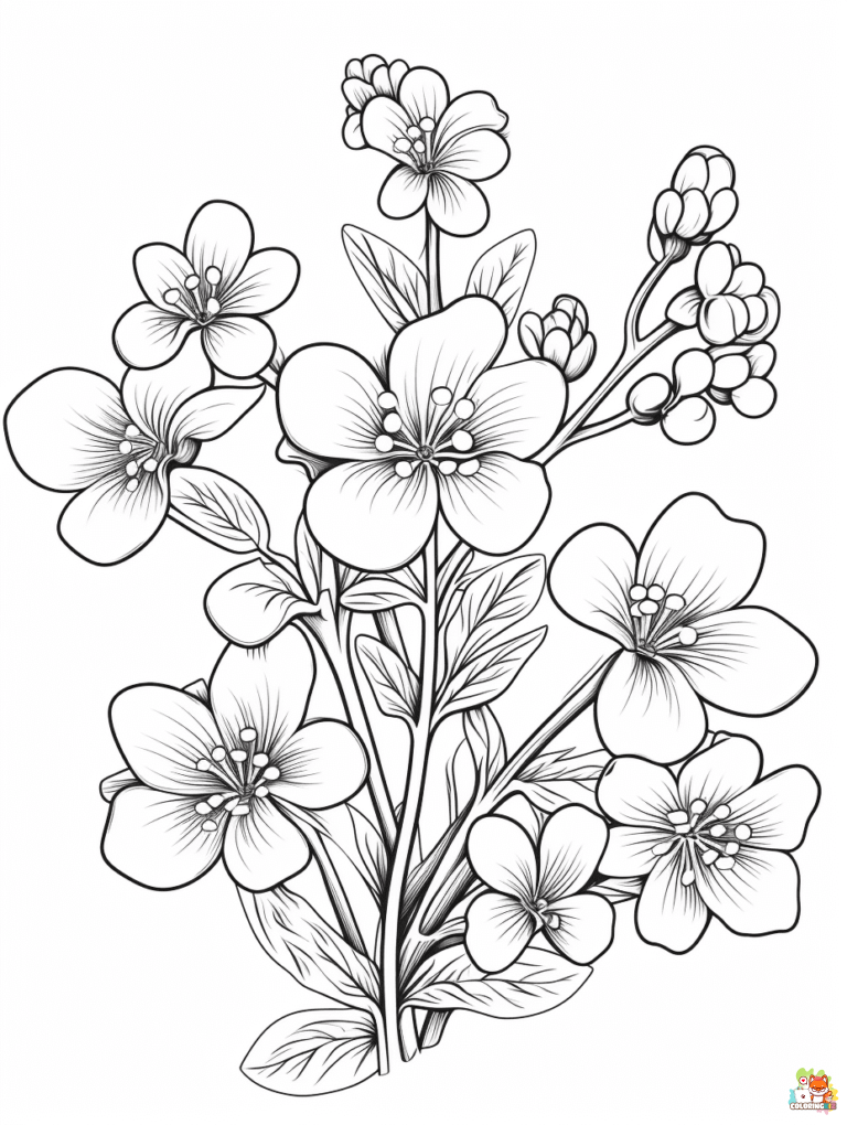 Saxifrage Coloring Pages