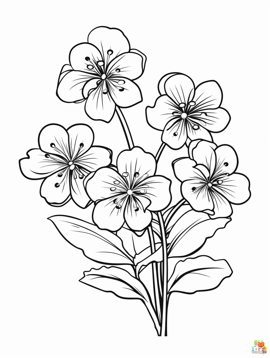 Saxifrage Coloring Pages Easy