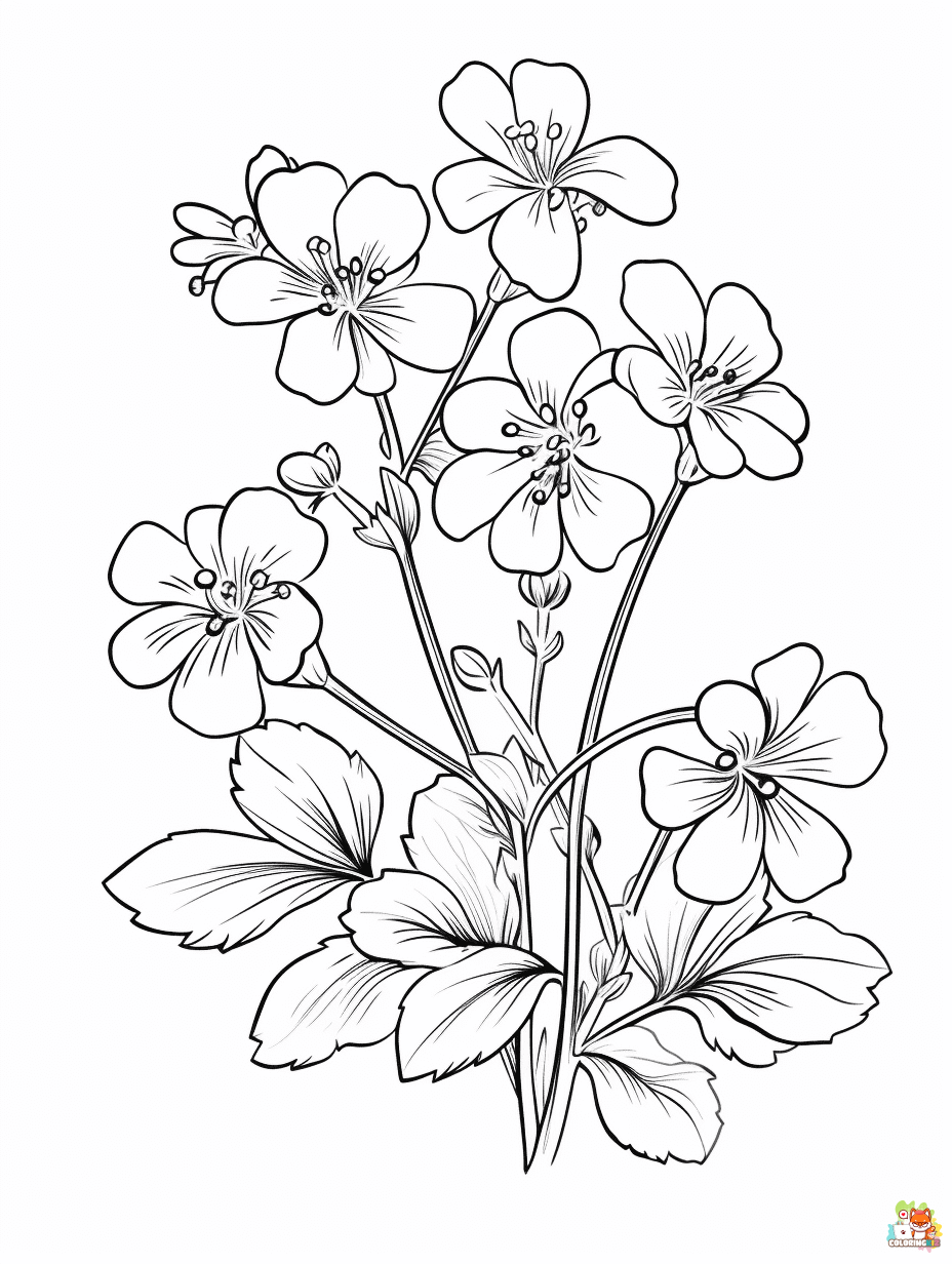 Saxifrage Coloring Pages for Adults
