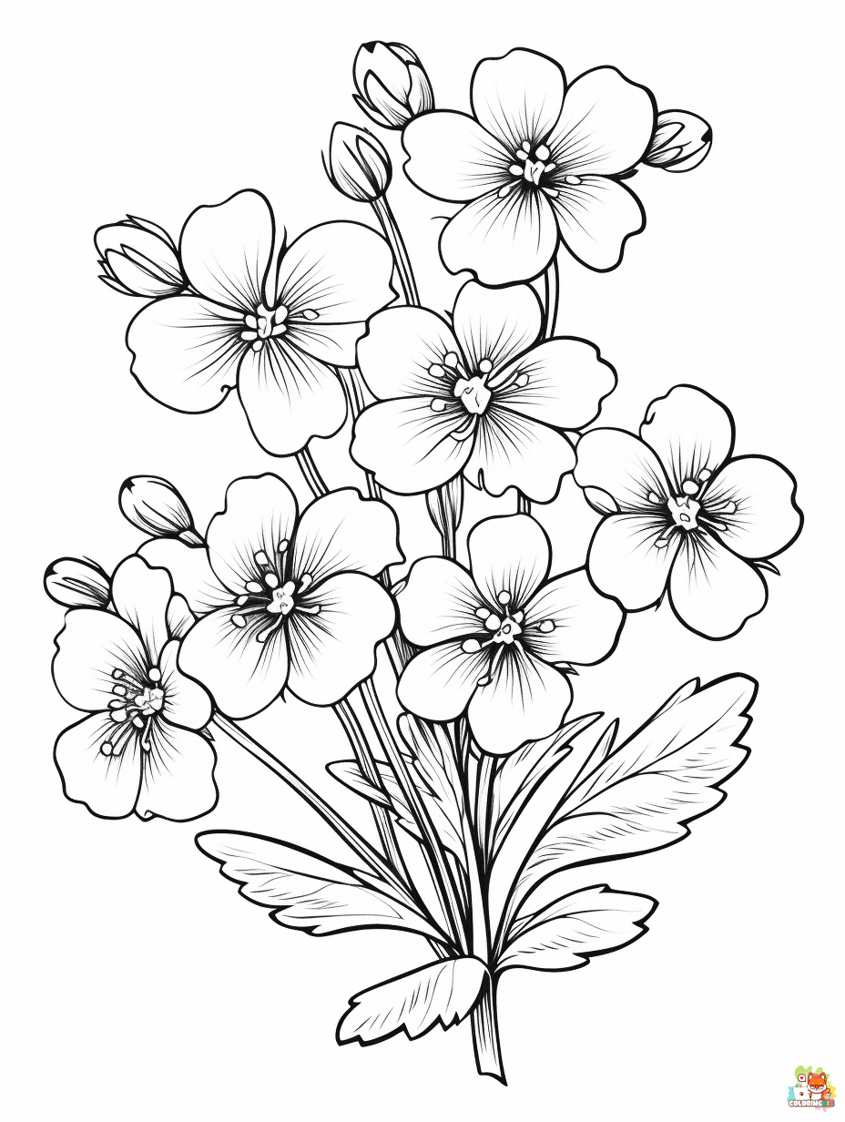 Saxifrage Coloring Pages for Kids