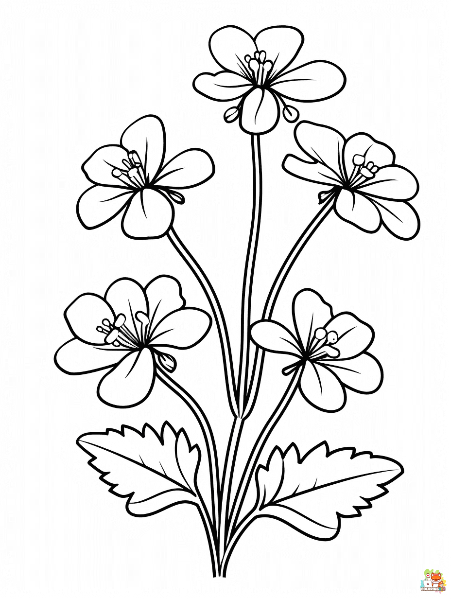 Saxifrage Coloring Pages to print
